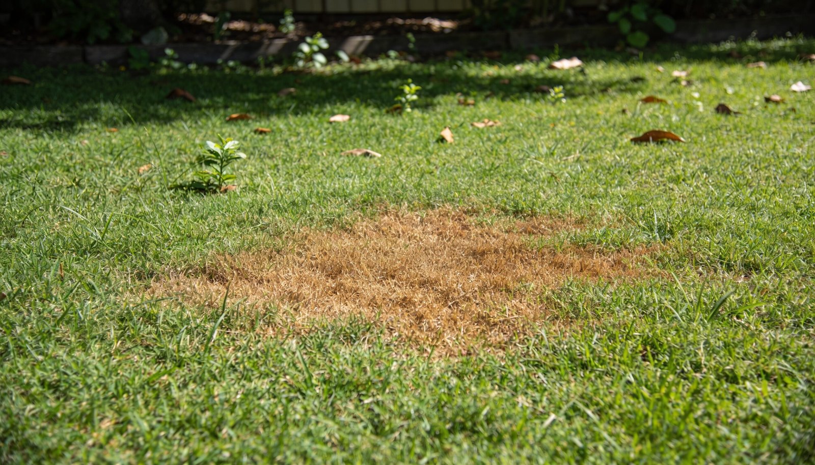 A distinct brown, dying patch in an otherwise healthy green buffalo lawn in a Queensland backyard.