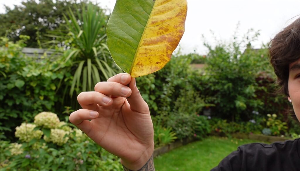 A hand holding up a leaf that is half green and half yellowed, against a green backyard garden.