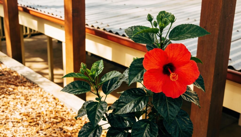 Photorealistic editorial 16:9 Australian garden scene showing a flowering tropical hibiscus beside a Queensland verandah, glossy foliage, unopened buds and a mulched bed in soft da